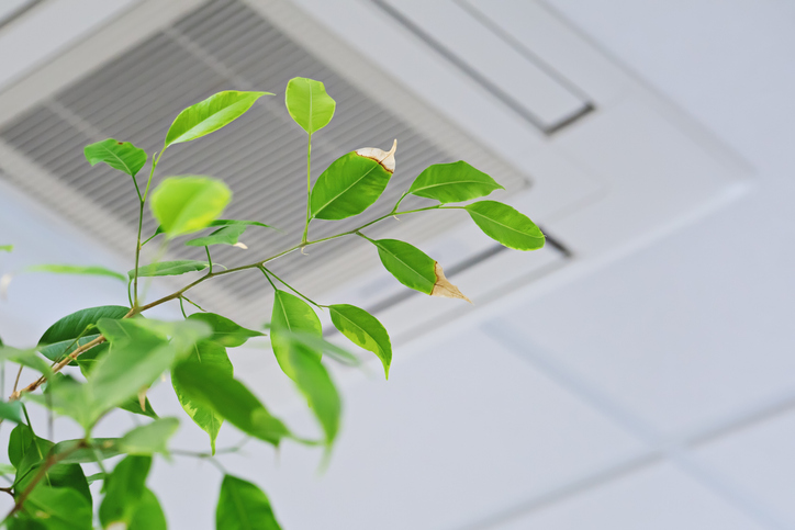 Ficus green leaves on the background of ceiling air conditioner in modern office or at home.